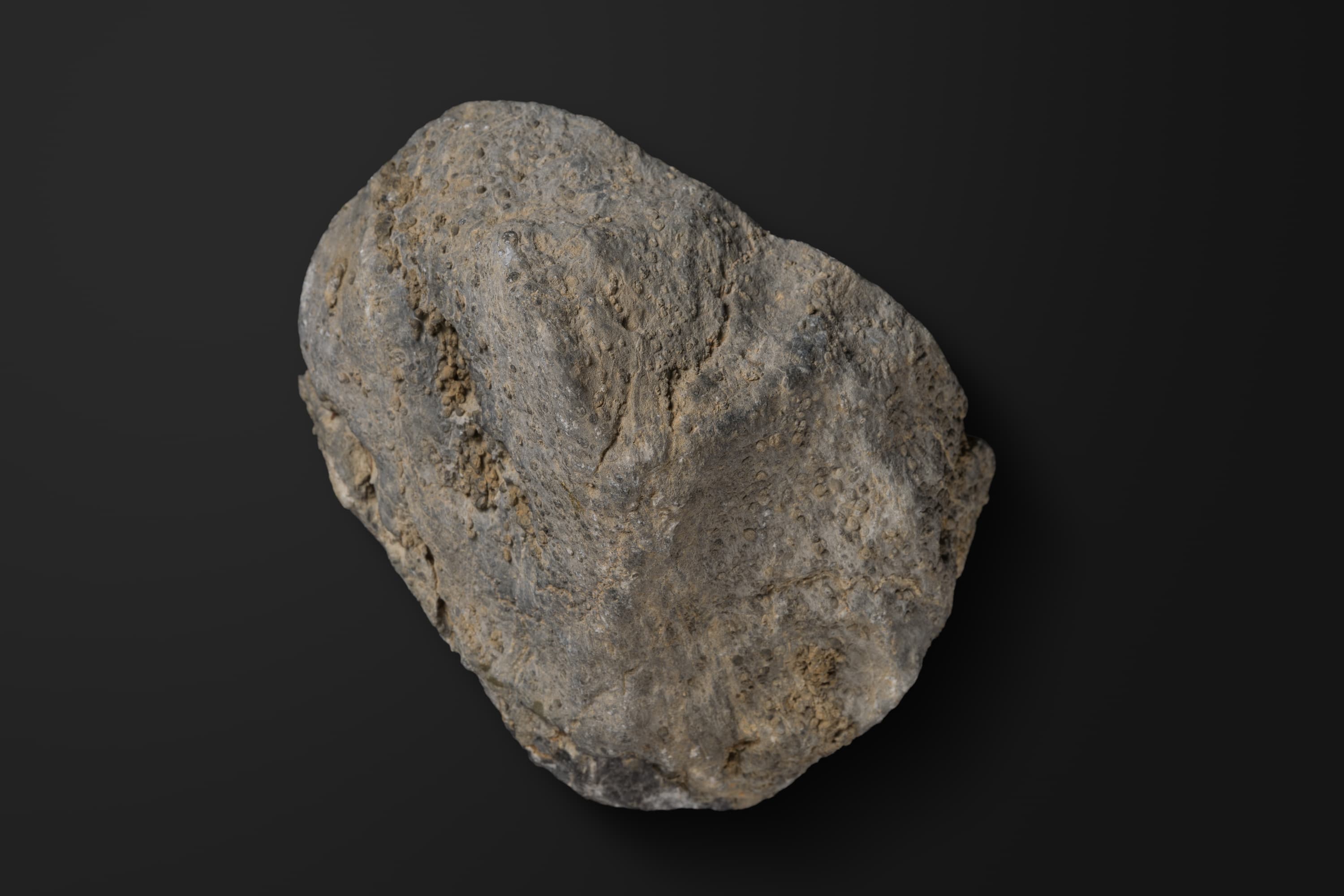 床板サンゴ　シリンゴポーラとケイチョウポーラ1