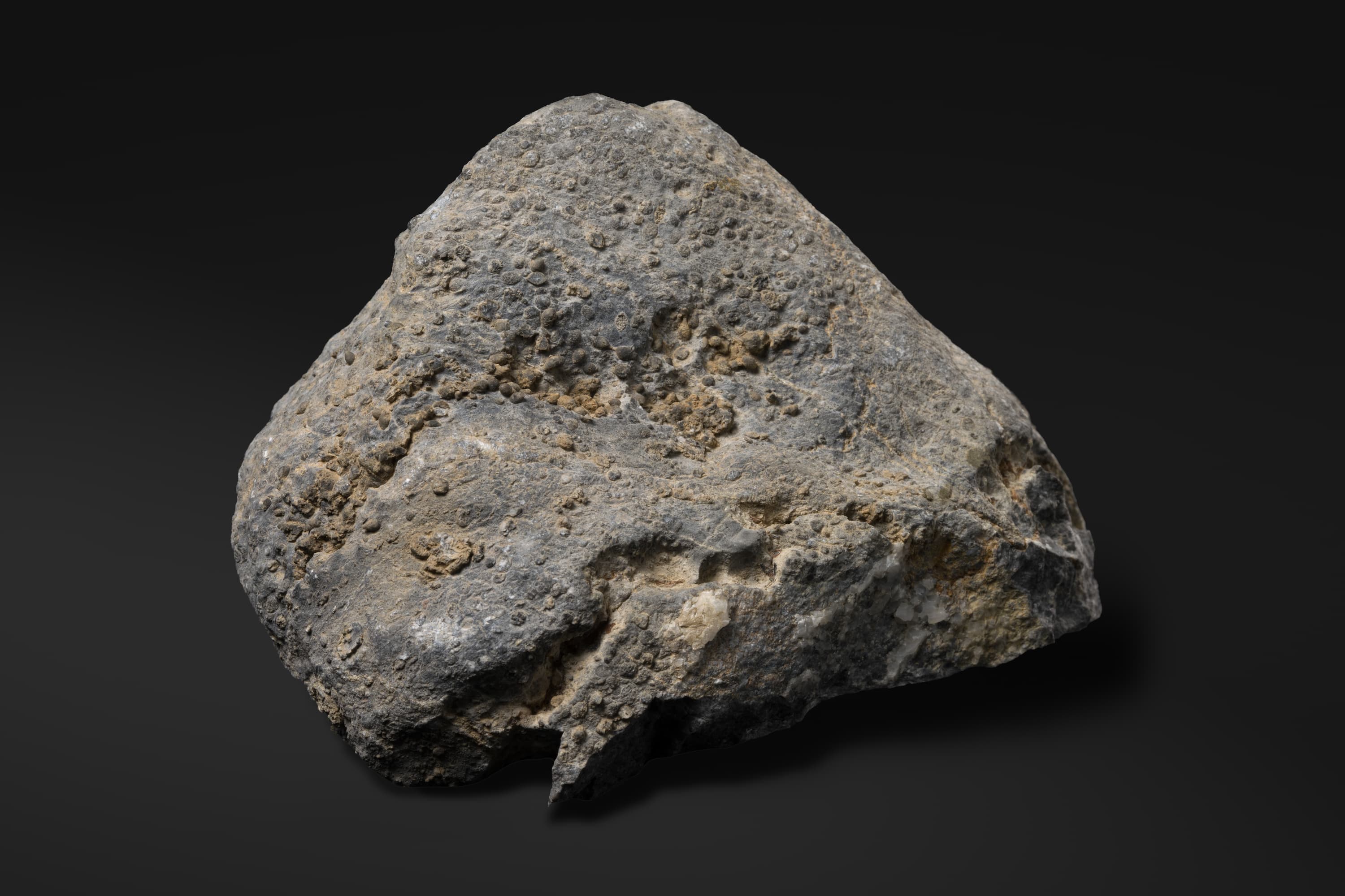 床板サンゴ　シリンゴポーラとケイチョウポーラ2