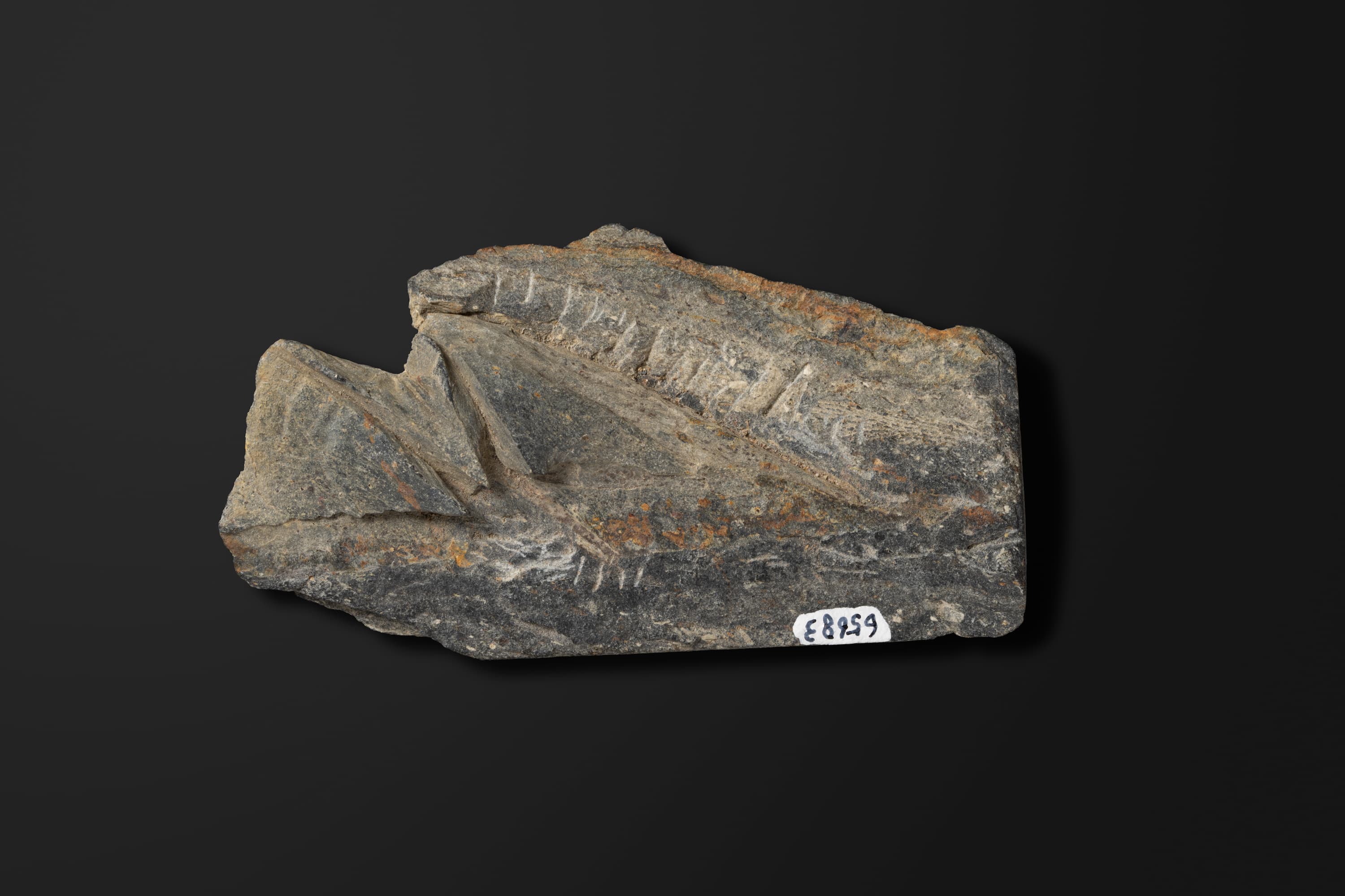 腕足動物　スピリファーの一種1