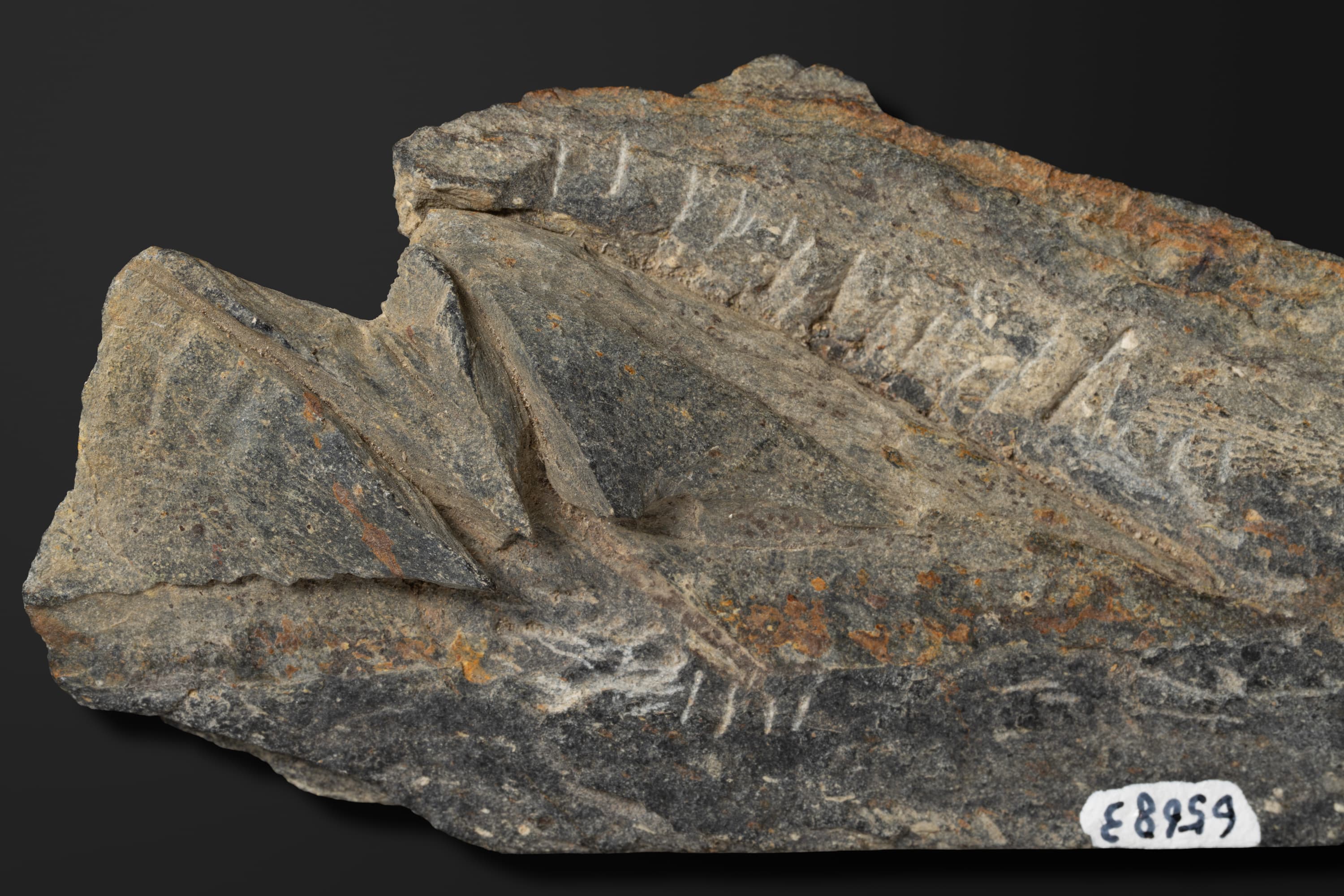 腕足動物　スピリファーの一種2