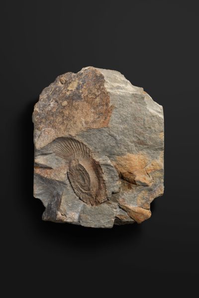 アンモノイド　コスタクリメニアの一種画像