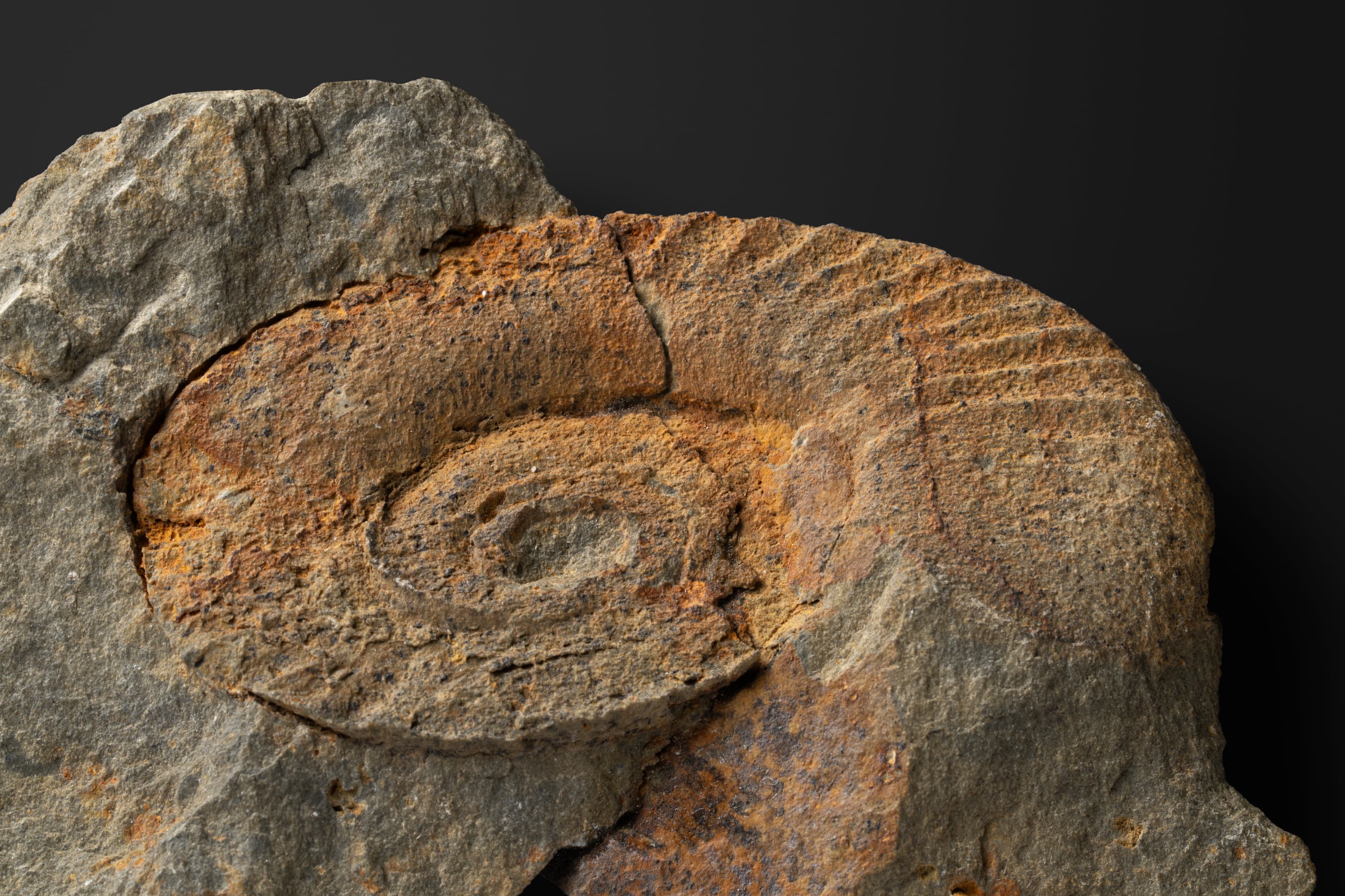 アンモノイド　コスタクリメニアの一種2