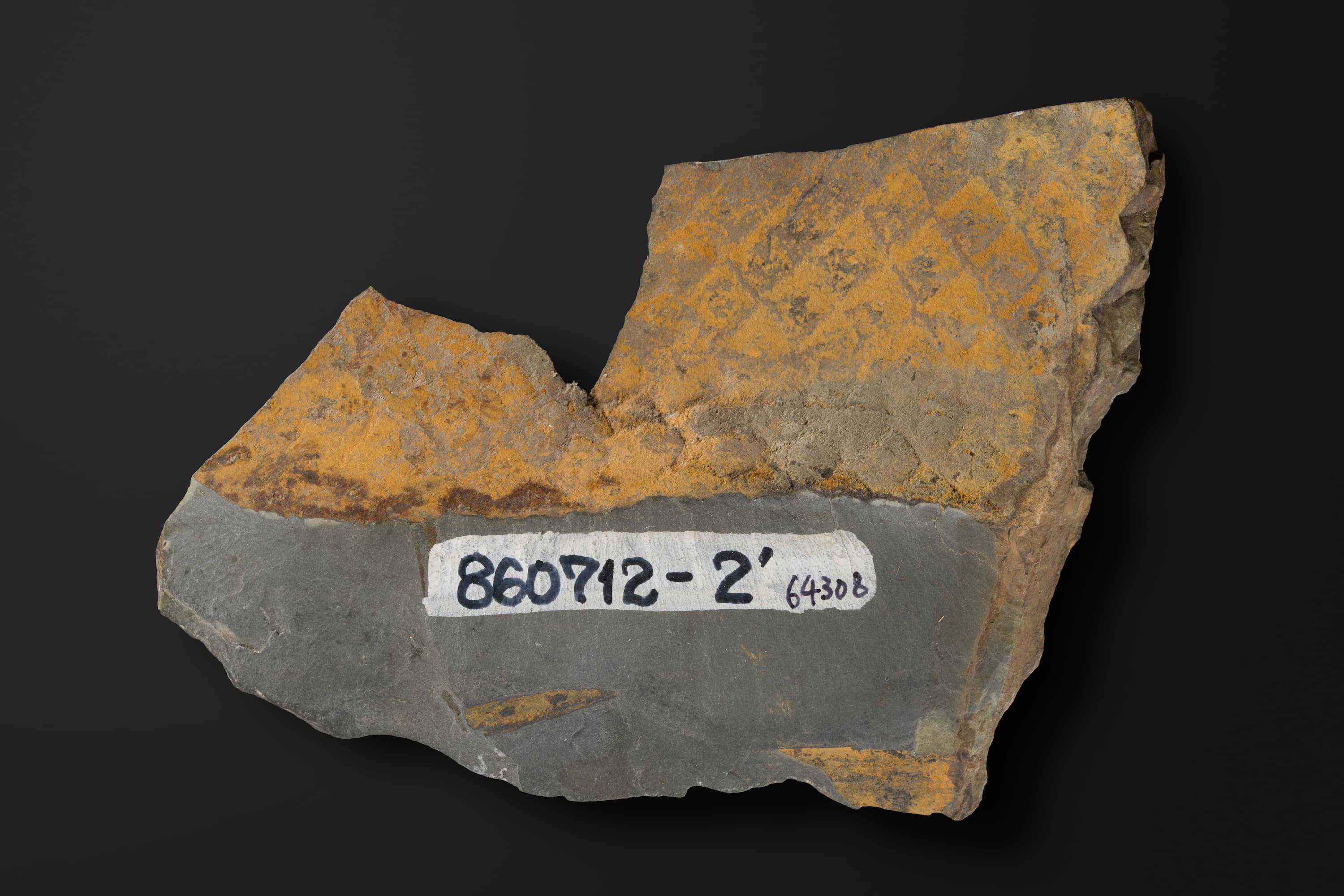 リンボク　レプトフリーアム1