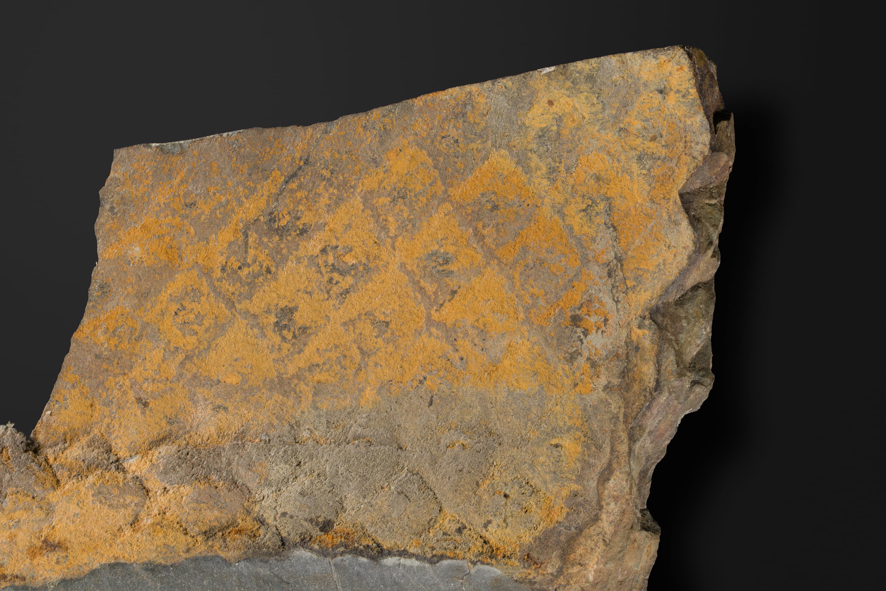 リンボク　レプトフリーアム2