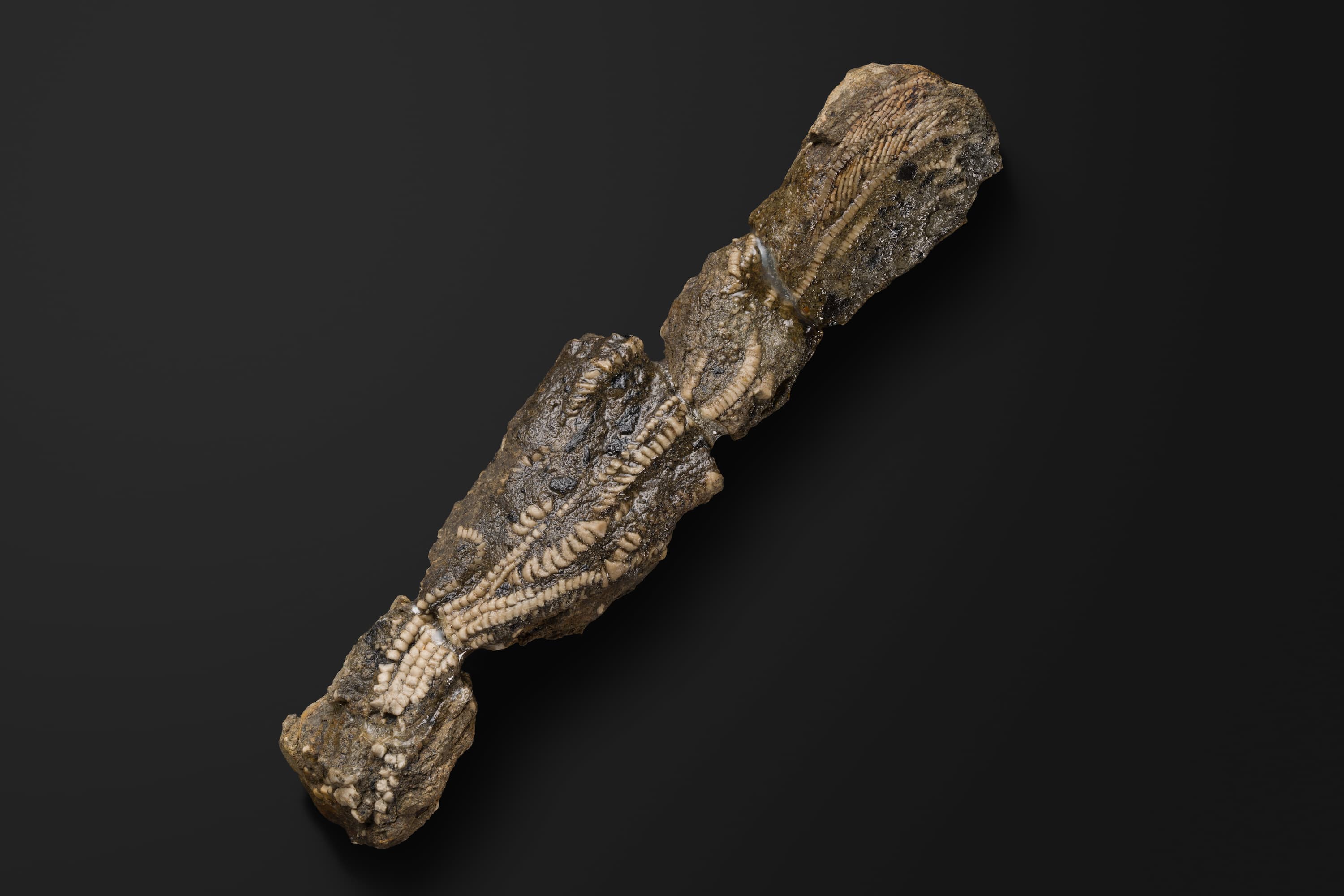 ウミユリ　イソクリヌス2