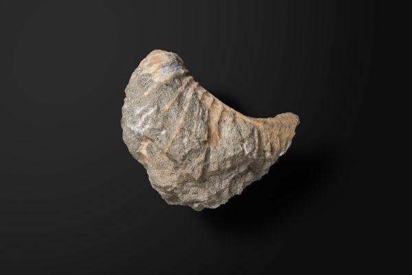 二枚貝　プテロトリゴニア ホッカイドアナ画像