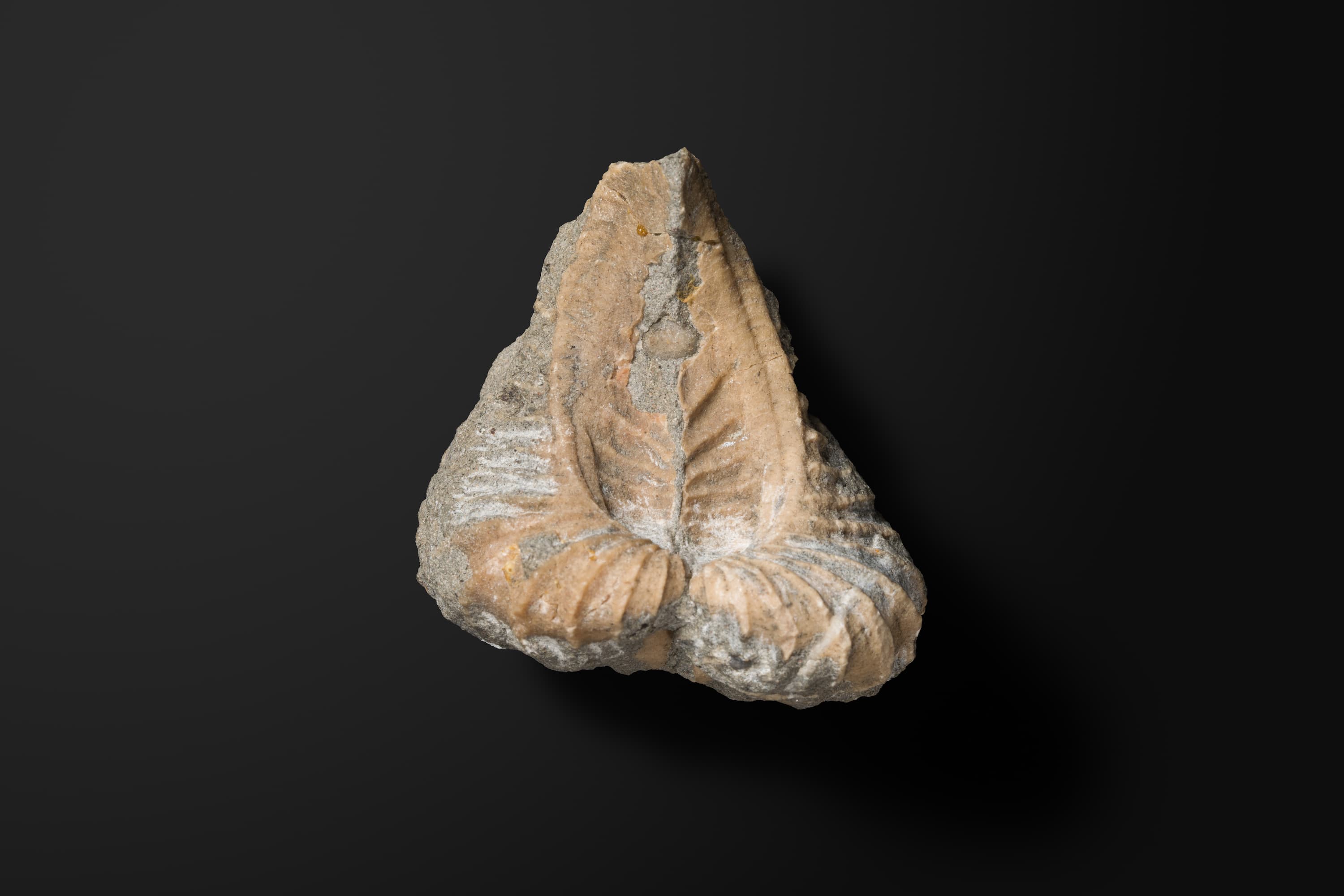 二枚貝　プテロトリゴニア ホッカイドアナ2