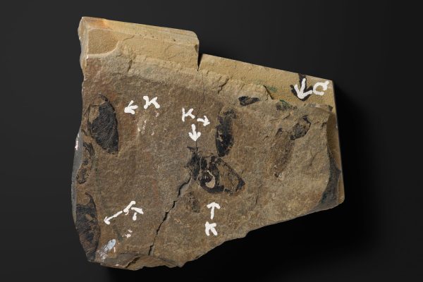 嚢頭類　キタカミカリス ウタツエンシス, コンキャビカリス パルワ？画像