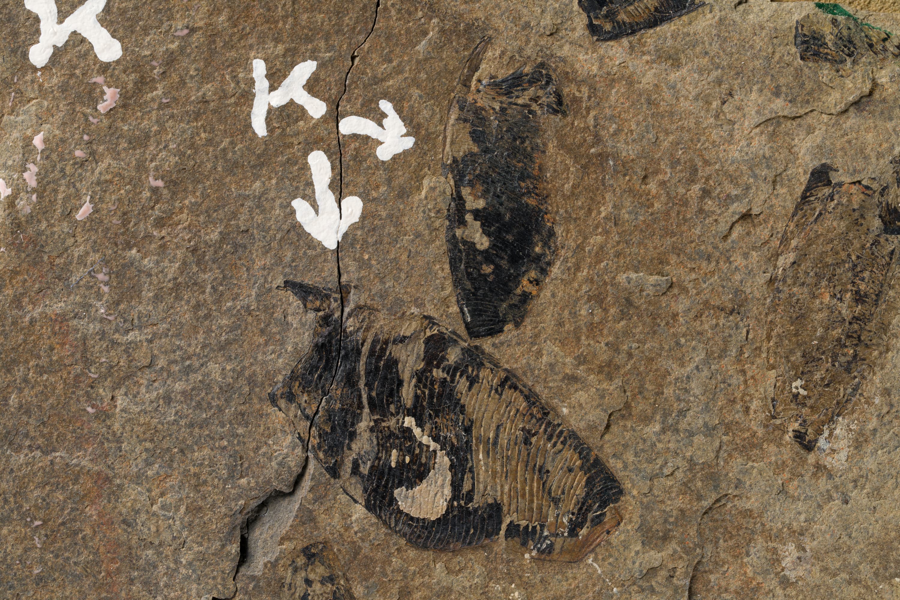 嚢頭類　キタカミカリス ウタツエンシス, コンキャビカリス パルワ？2