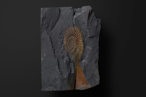 アンモノイド　ギャランチアーナの一種画像