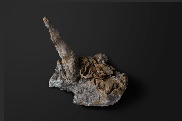 ベレムナイト　シーチュアノベルス ウタツエンシス？画像