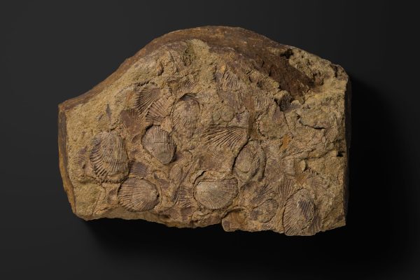 二枚貝　モノティス オコティカ デンシストリアータ画像