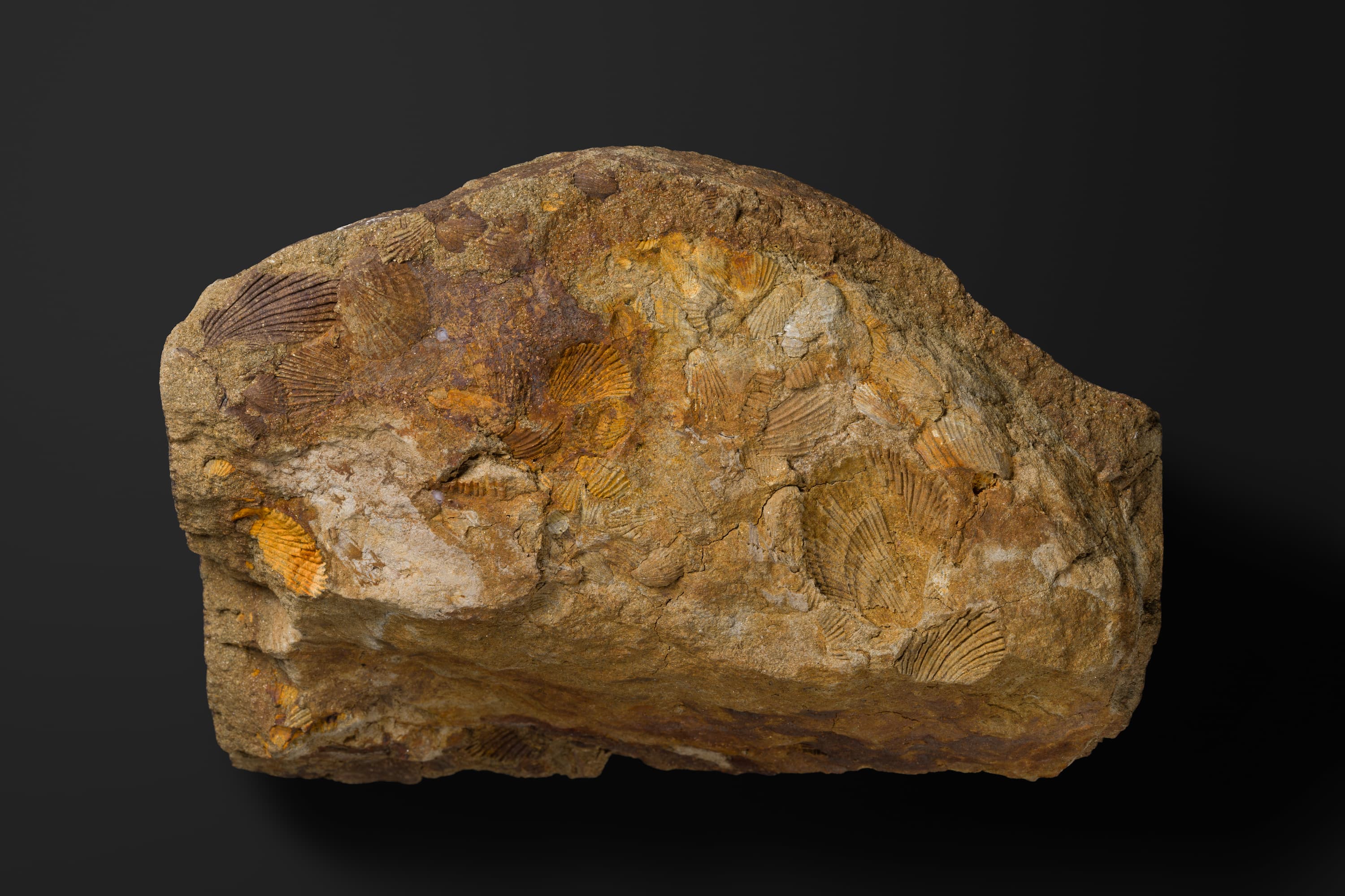 二枚貝　モノティス オコティカ デンシストリアータ2