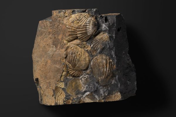 二枚貝　モノティス オコティカ画像