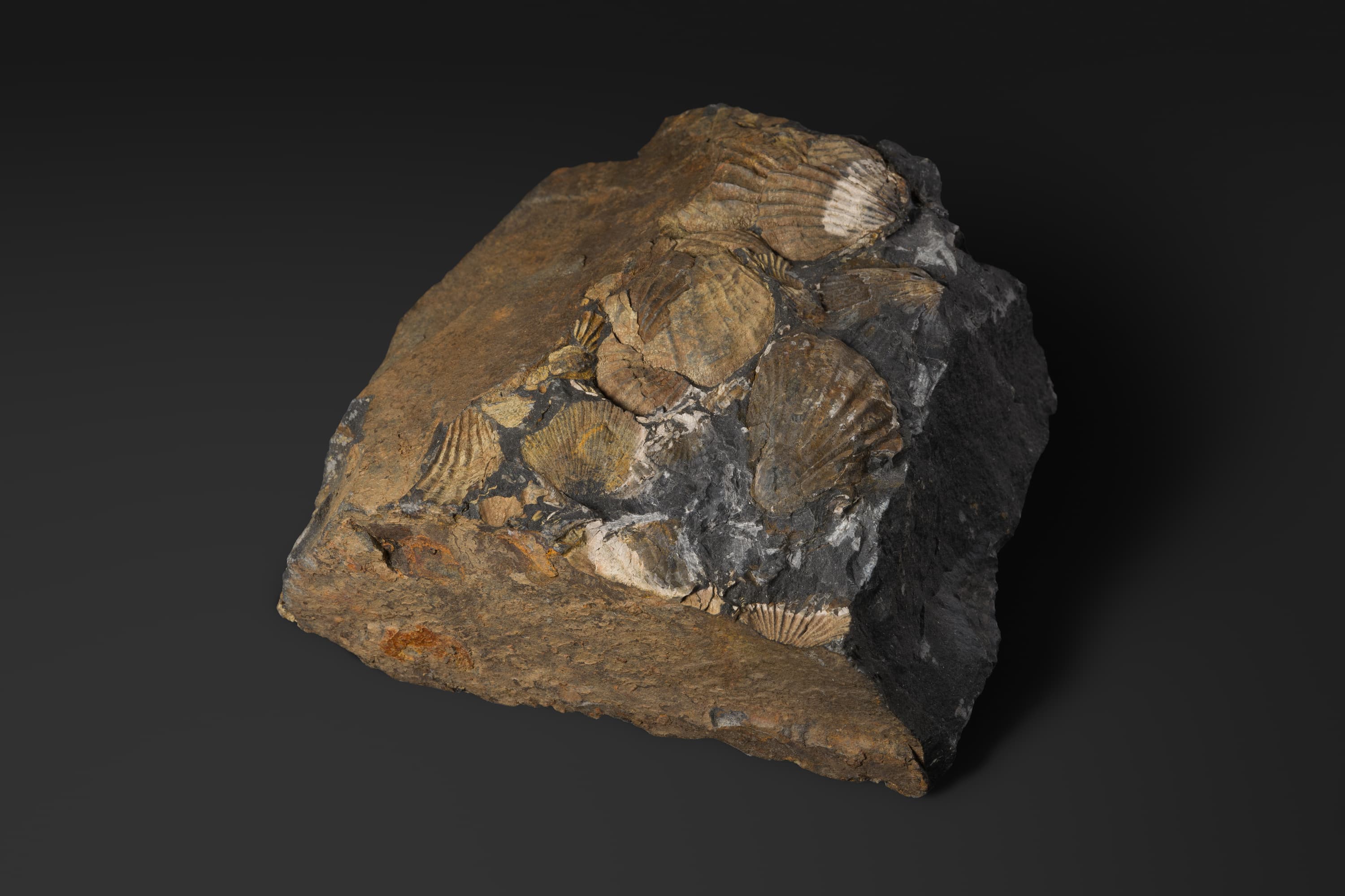 二枚貝　モノティス オコティカ2