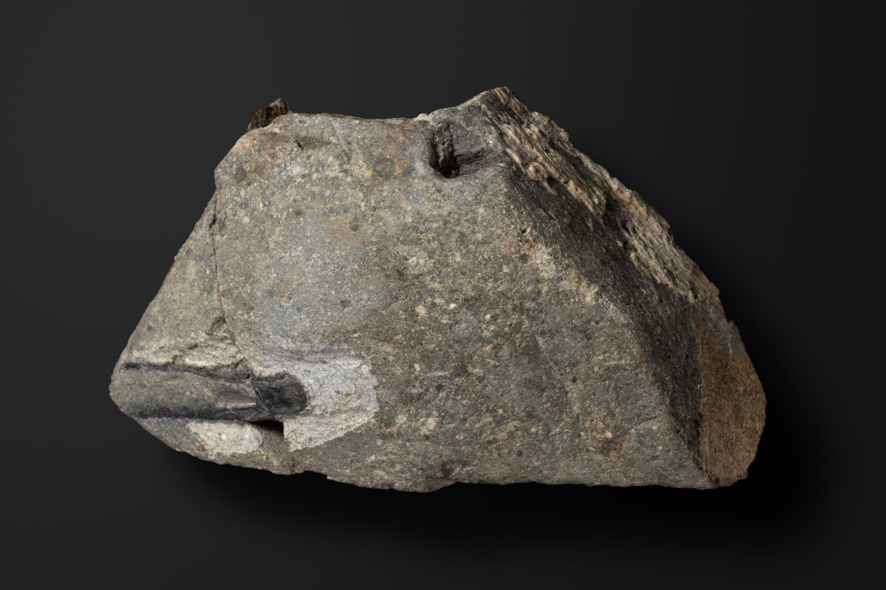 鞘形類　ミヤギチューチス ニッポニカ1