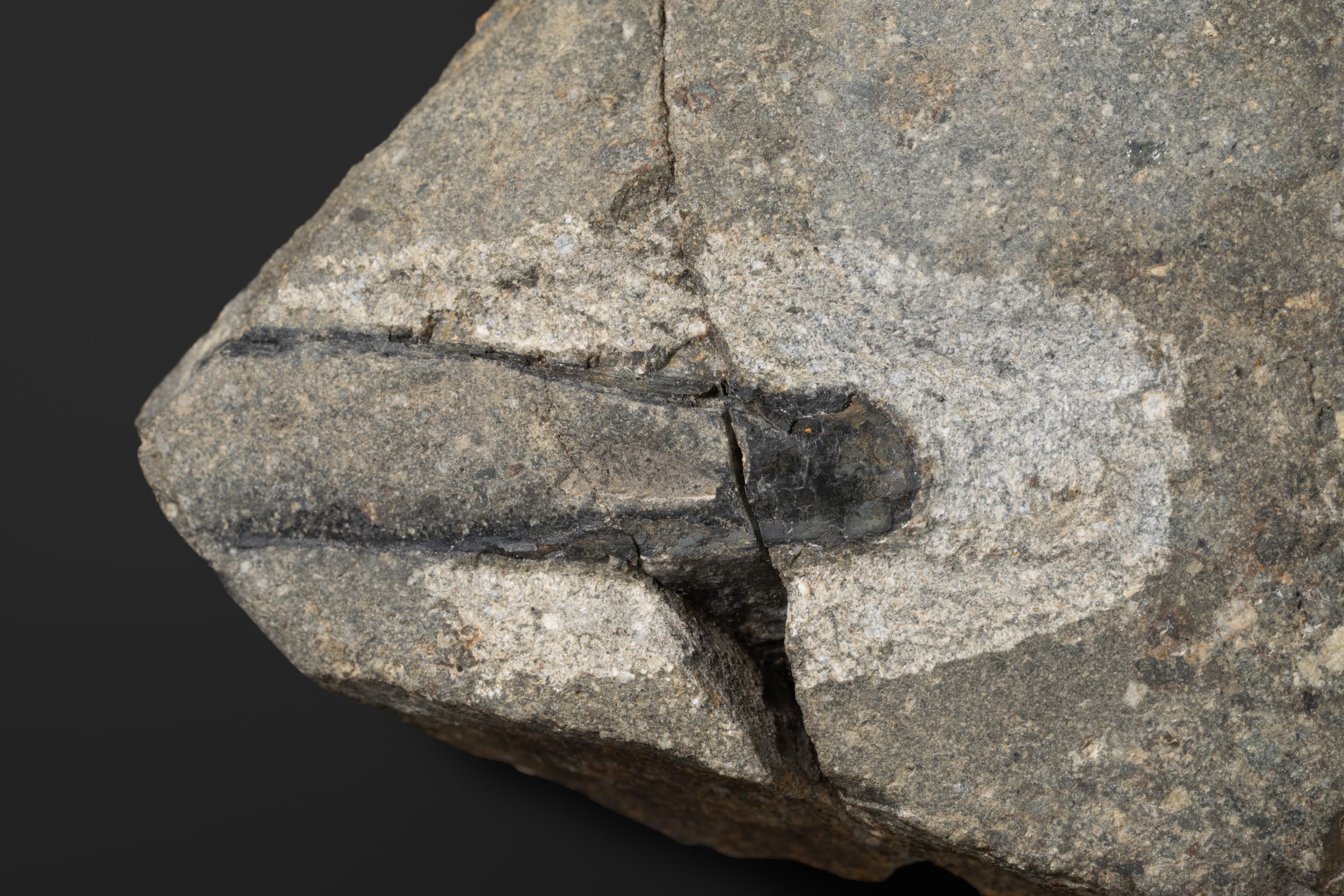 鞘形類　ミヤギチューチス ニッポニカ2