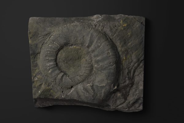 アンモノイド　ヤポニテス ラファエリゾヤエ画像