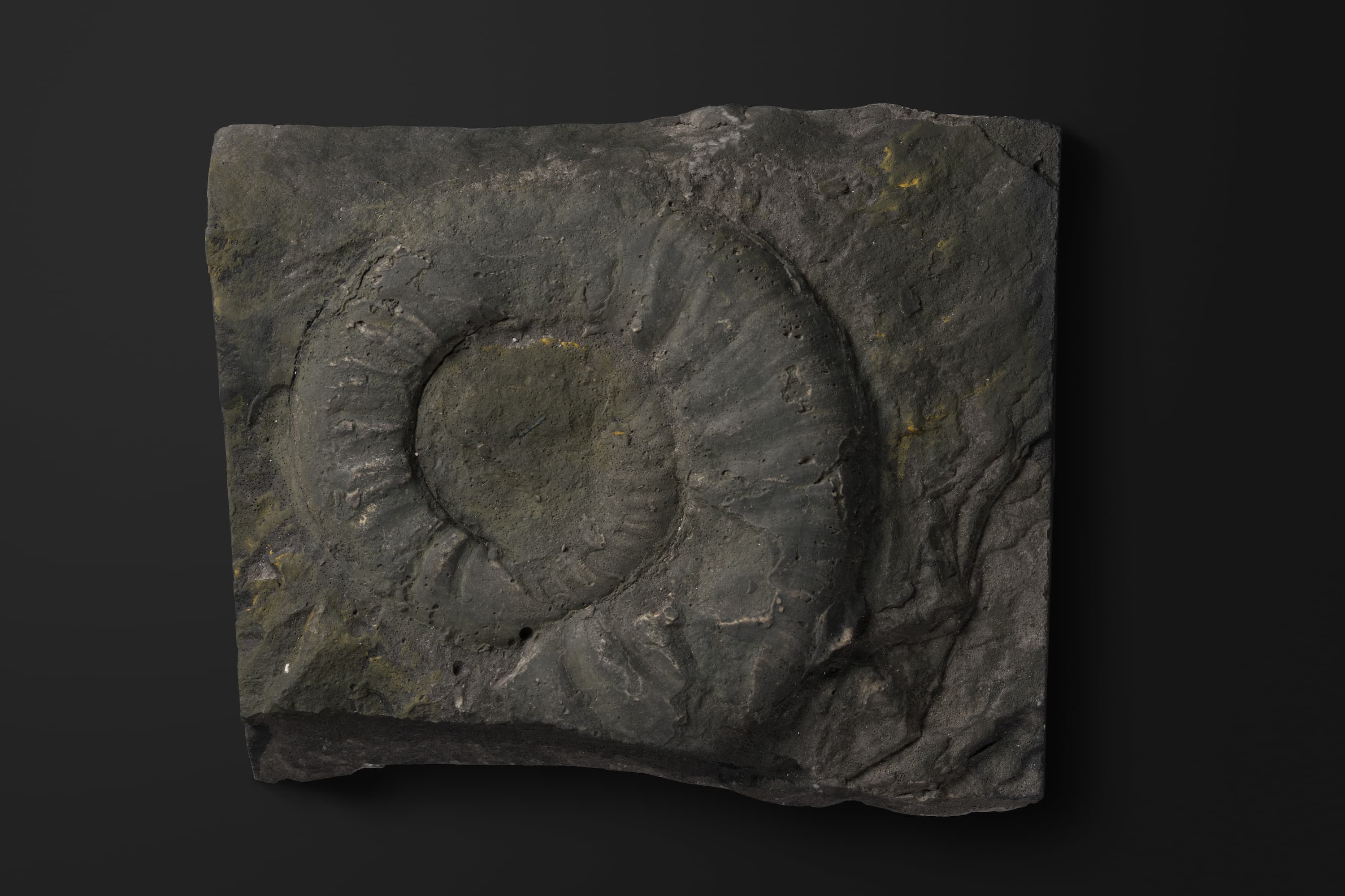 アンモノイド　ヤポニテス ラファエリゾヤエ1