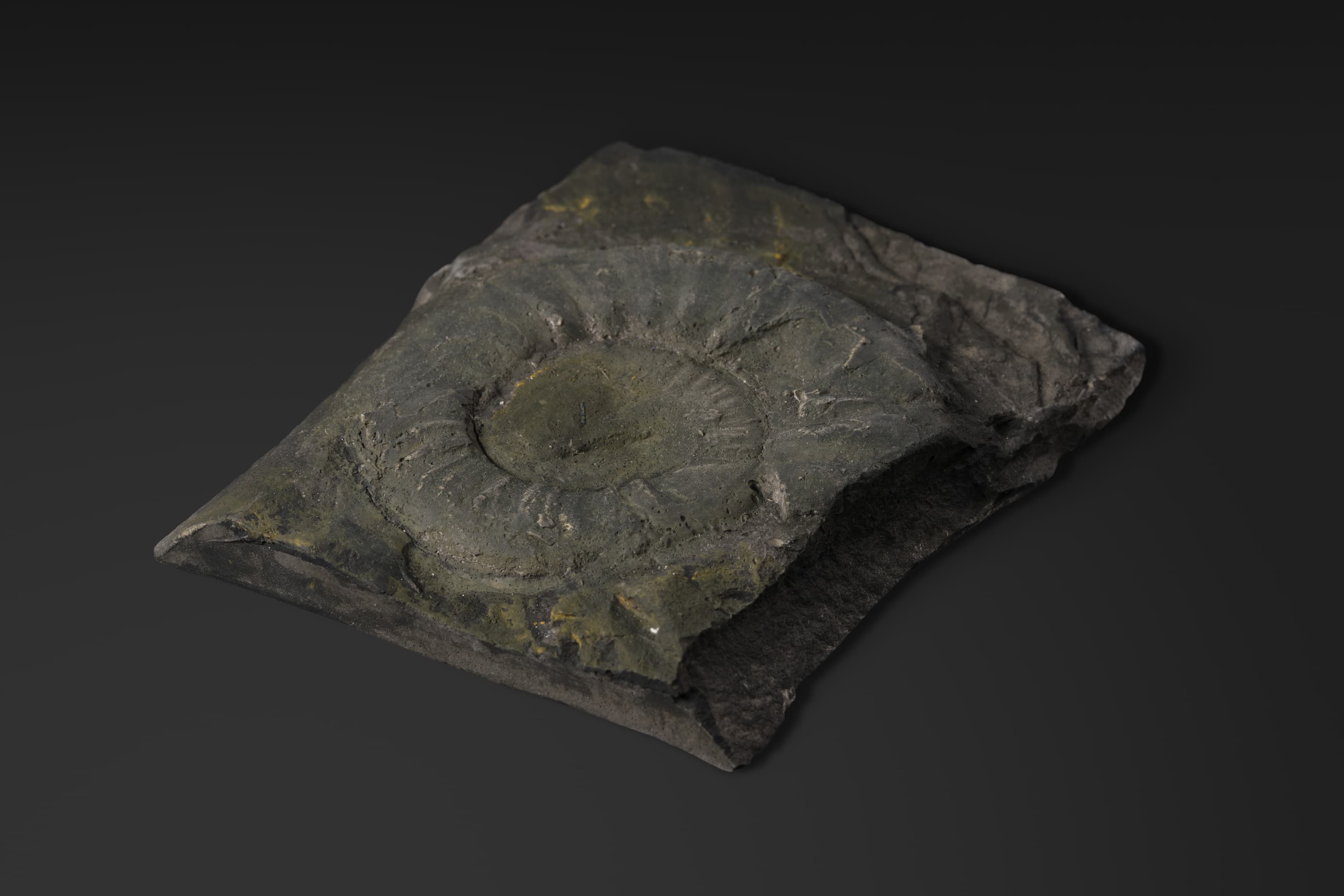 アンモノイド　ヤポニテス ラファエリゾヤエ2