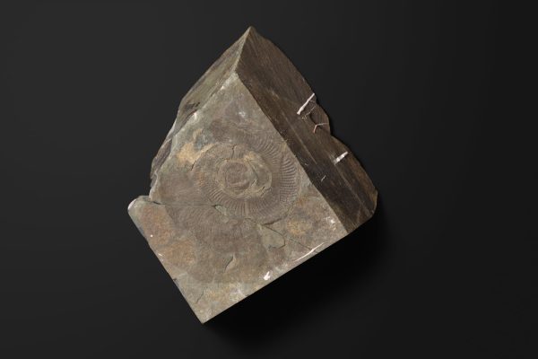 アンモナイト　サブコルンビテス ペリニスミスイ画像