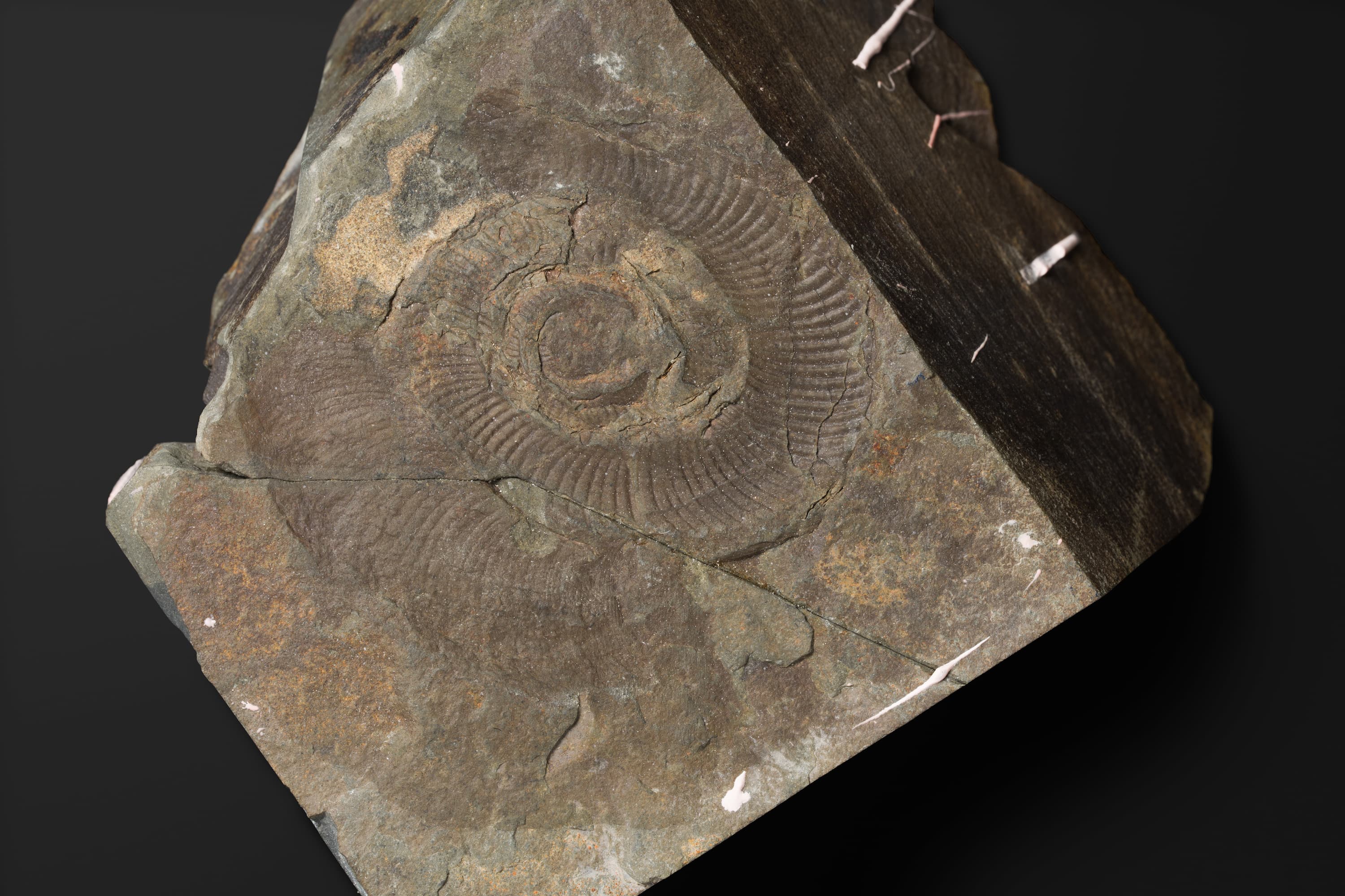 アンモナイト　サブコルンビテス ペリニスミスイ2