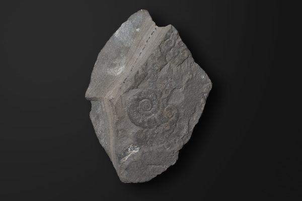 アンモノイド　エピセルティテスの新種画像