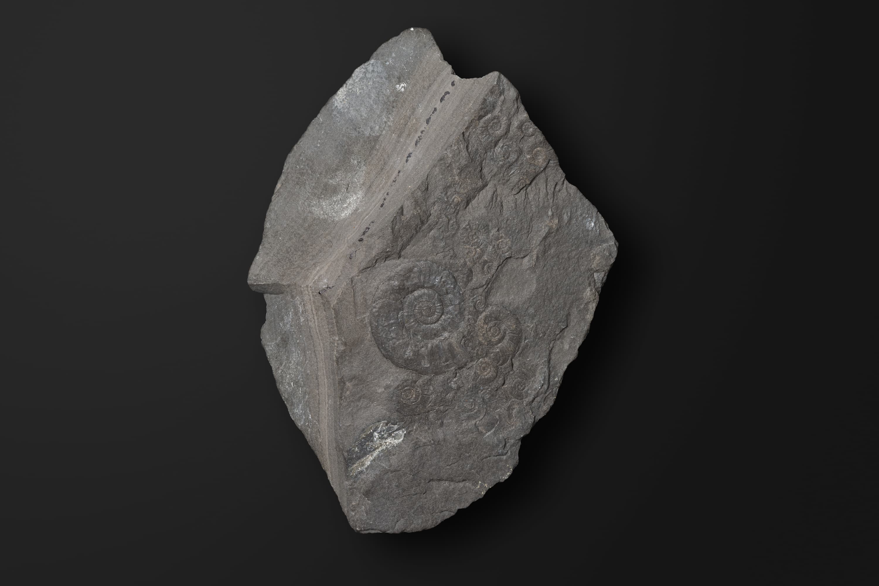 アンモノイド　エピセルティテスの新種1