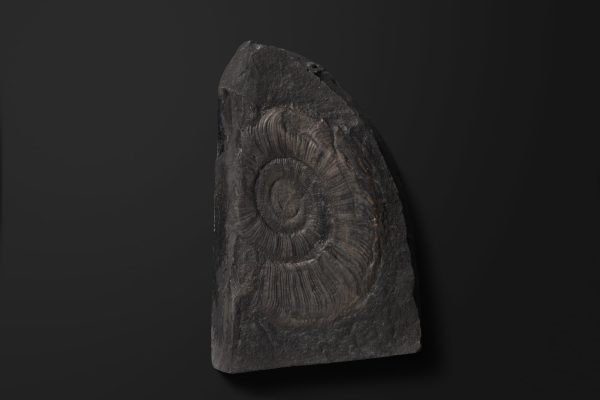 アンモノイド　ヘレニテス チェルニシェビエンシス画像