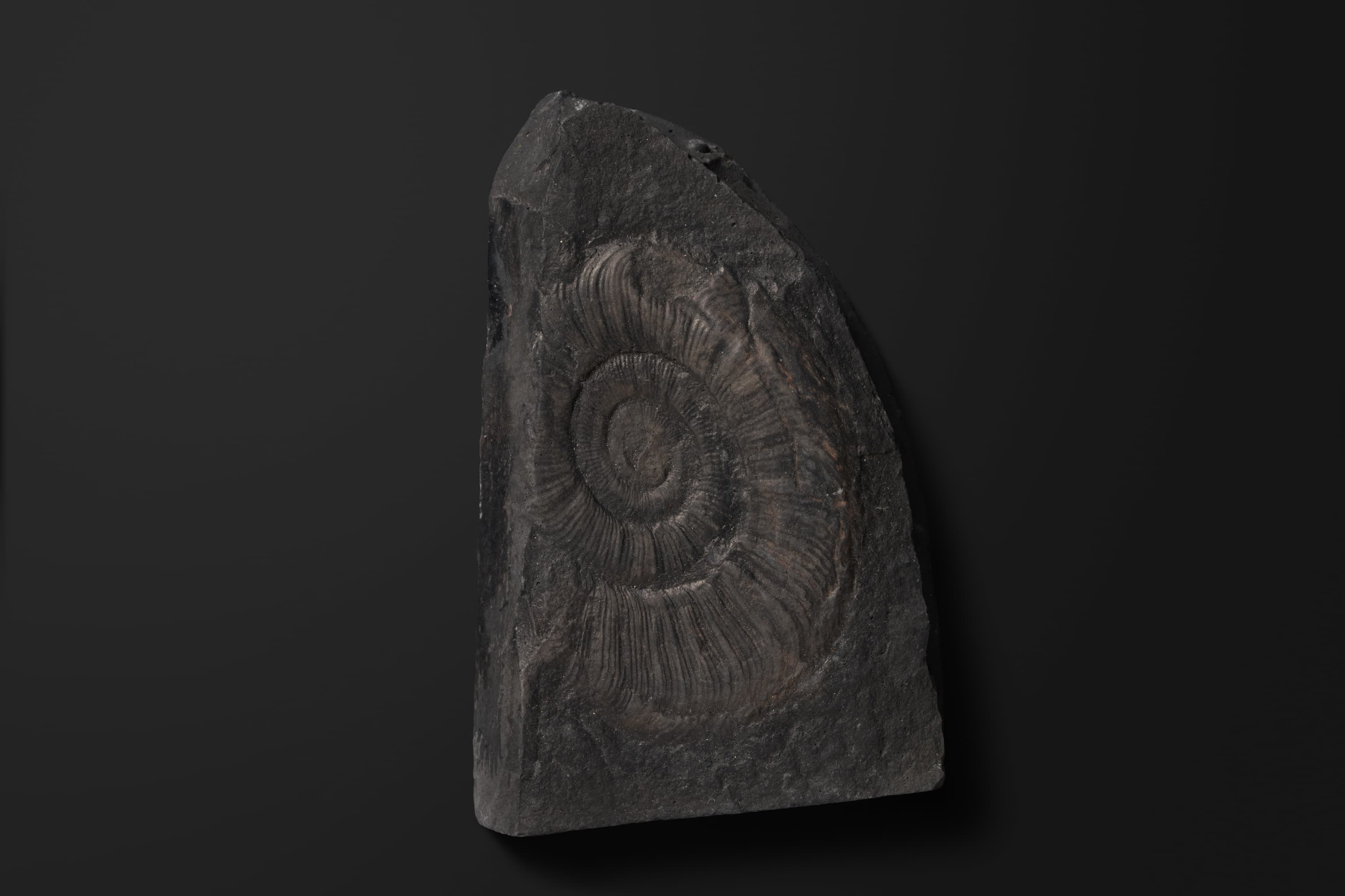 アンモノイド　ヘレニテス チェルニシェビエンシス1