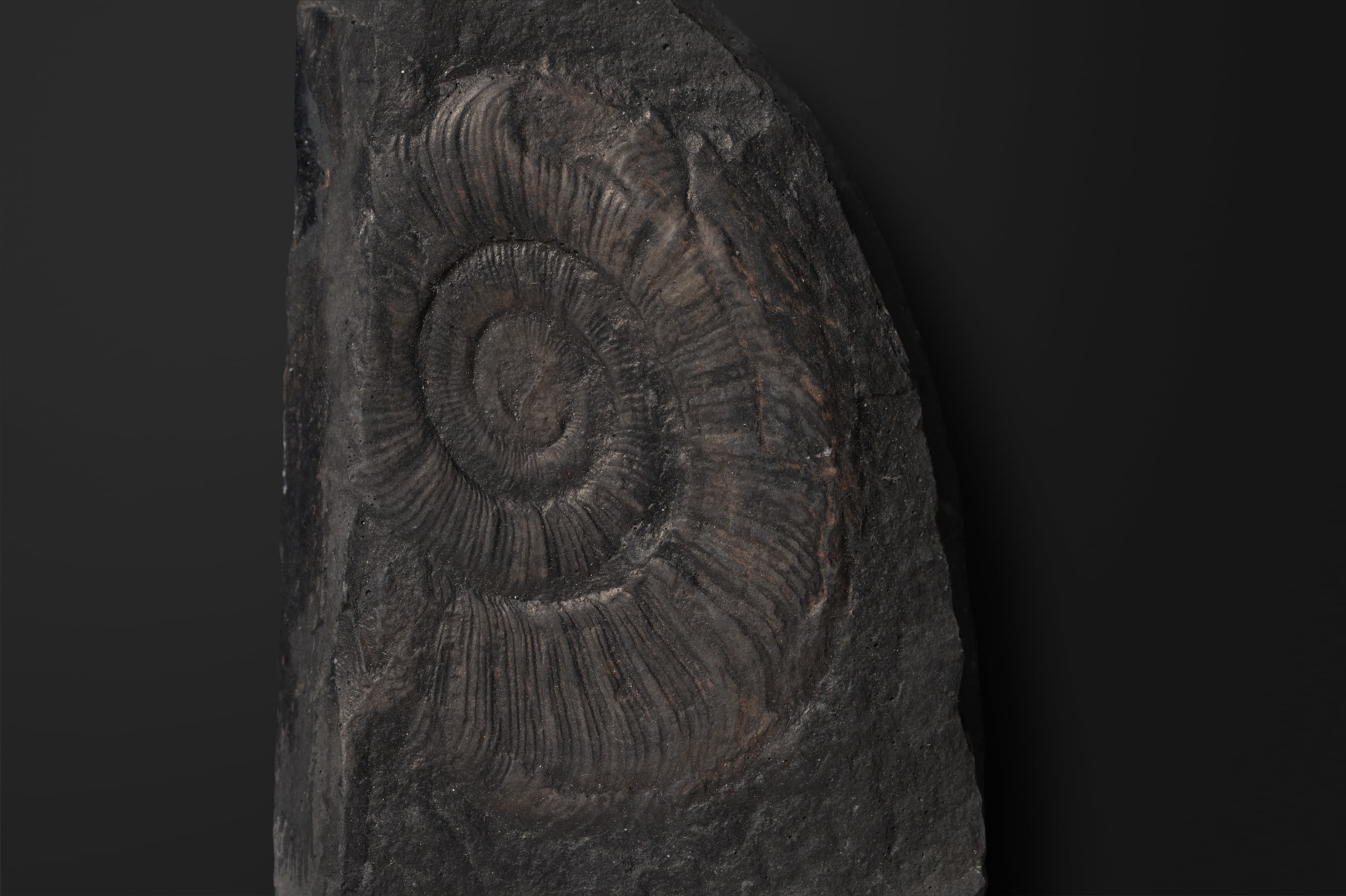 アンモノイド　ヘレニテス チェルニシェビエンシス2