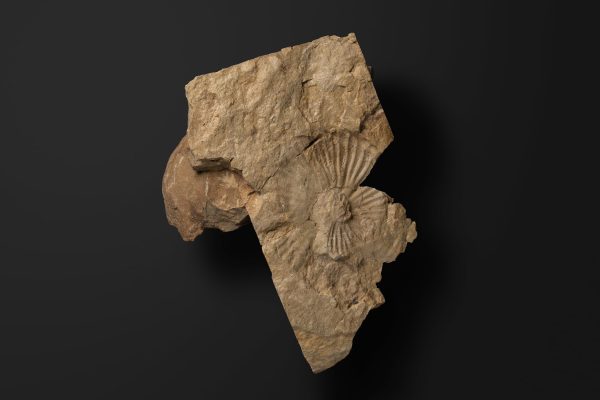 アンモノイド　ホランディテス ヤポニクス画像