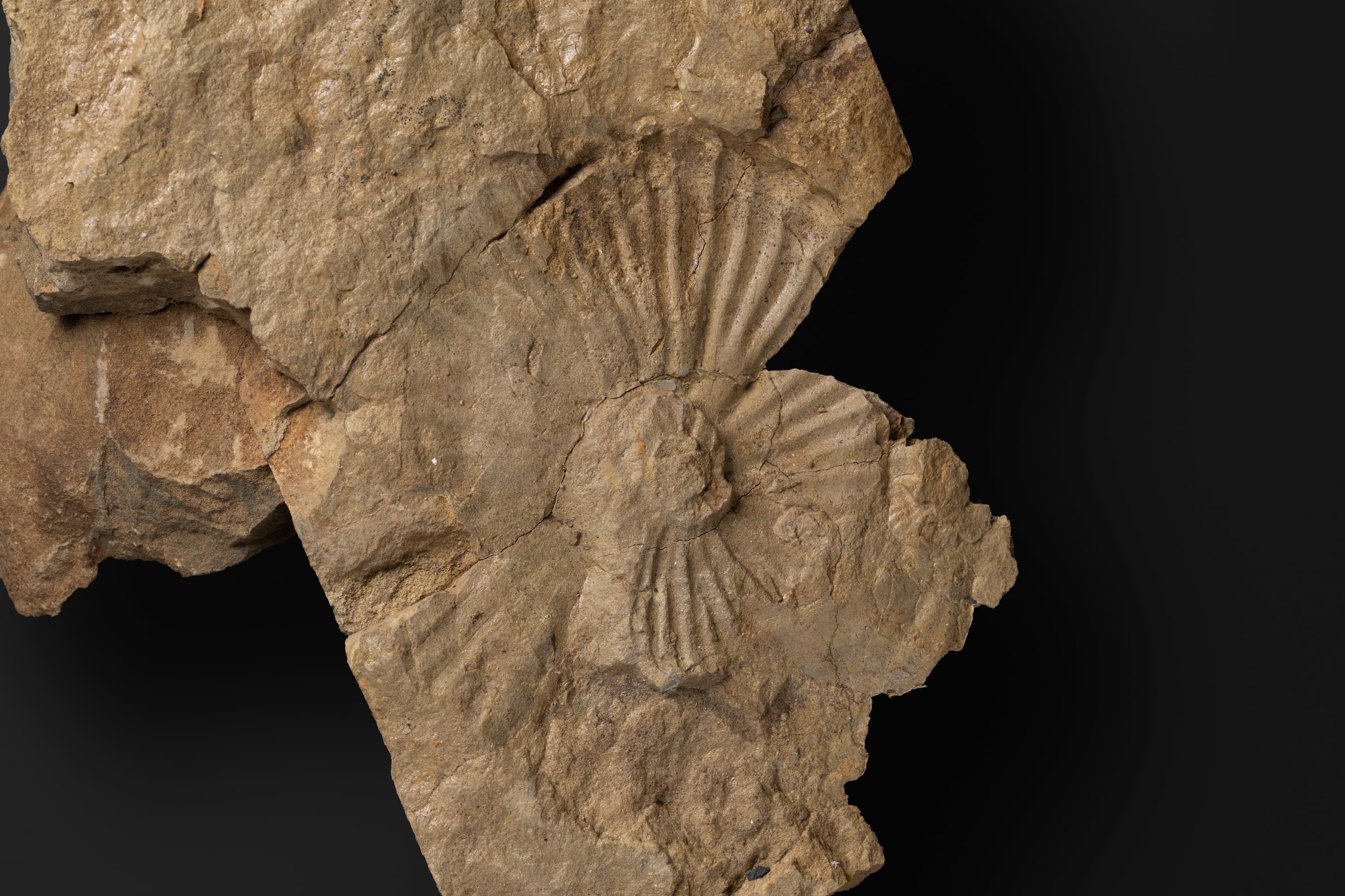 アンモノイド　ホランディテス ヤポニクス2