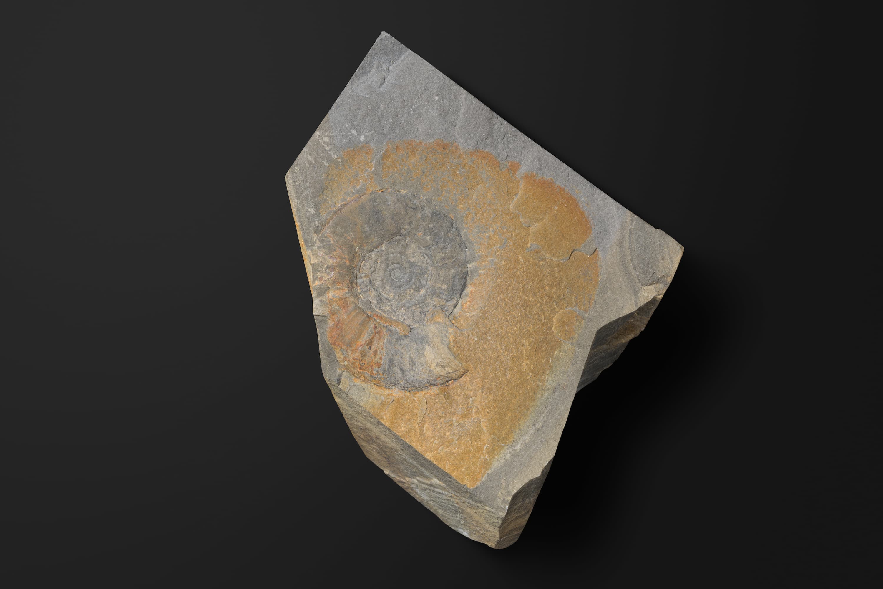 アンモノイド　エピセルティテスの新種2