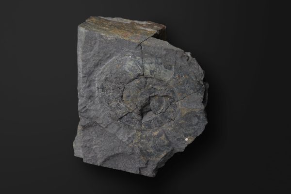 アンモノイド　レイオフィリテス ジュースイ画像