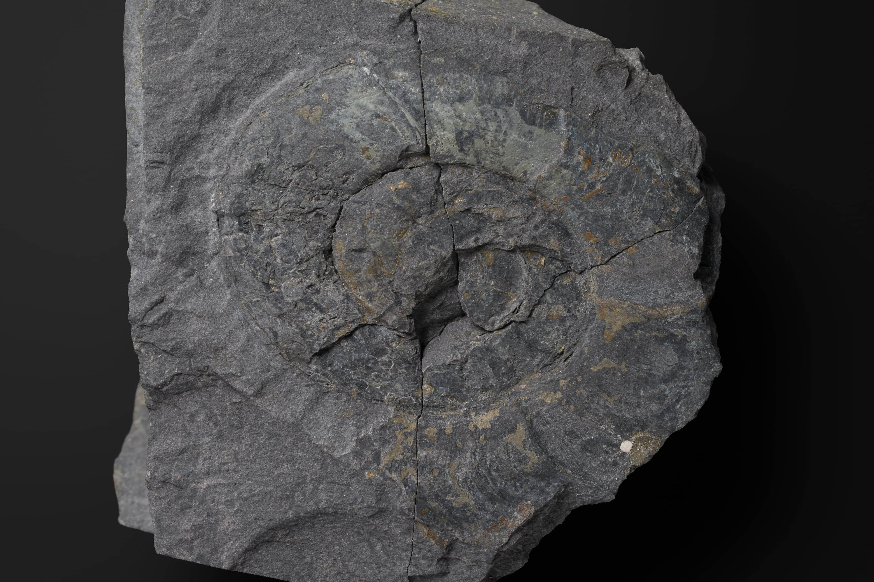 アンモノイド　レイオフィリテス ジュースイ2