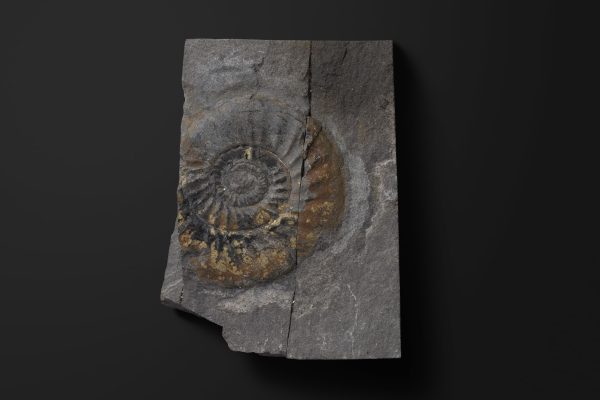 アンモノイド　パラクロコルディセラス ワタナベイ画像