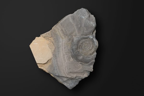 アンモノイド　タルディコルンビテス タルディコロンブスの近似種画像