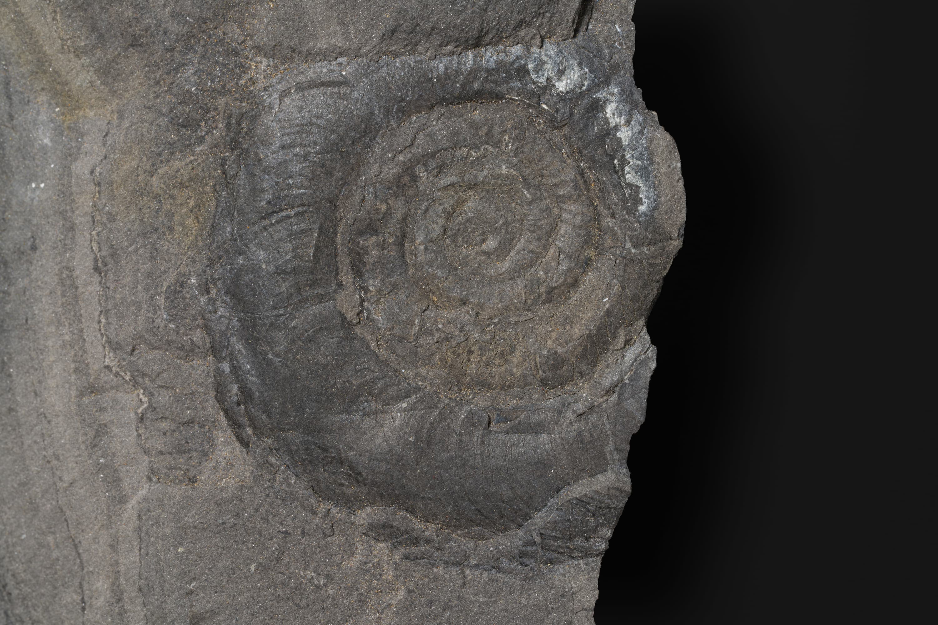 アンモノイド　タルディコルンビテス タルディコロンブスの近似種2