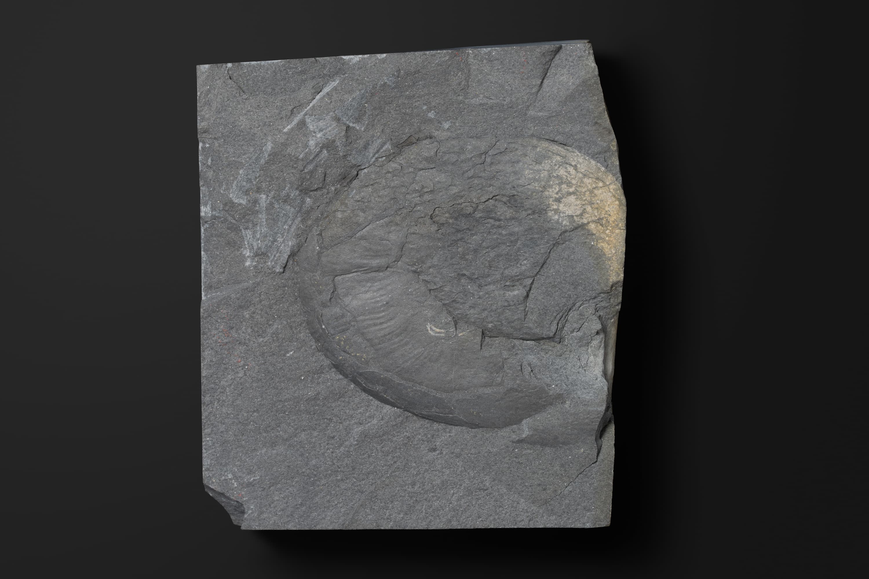 アンモノイド　シュードキマティテスの一種1