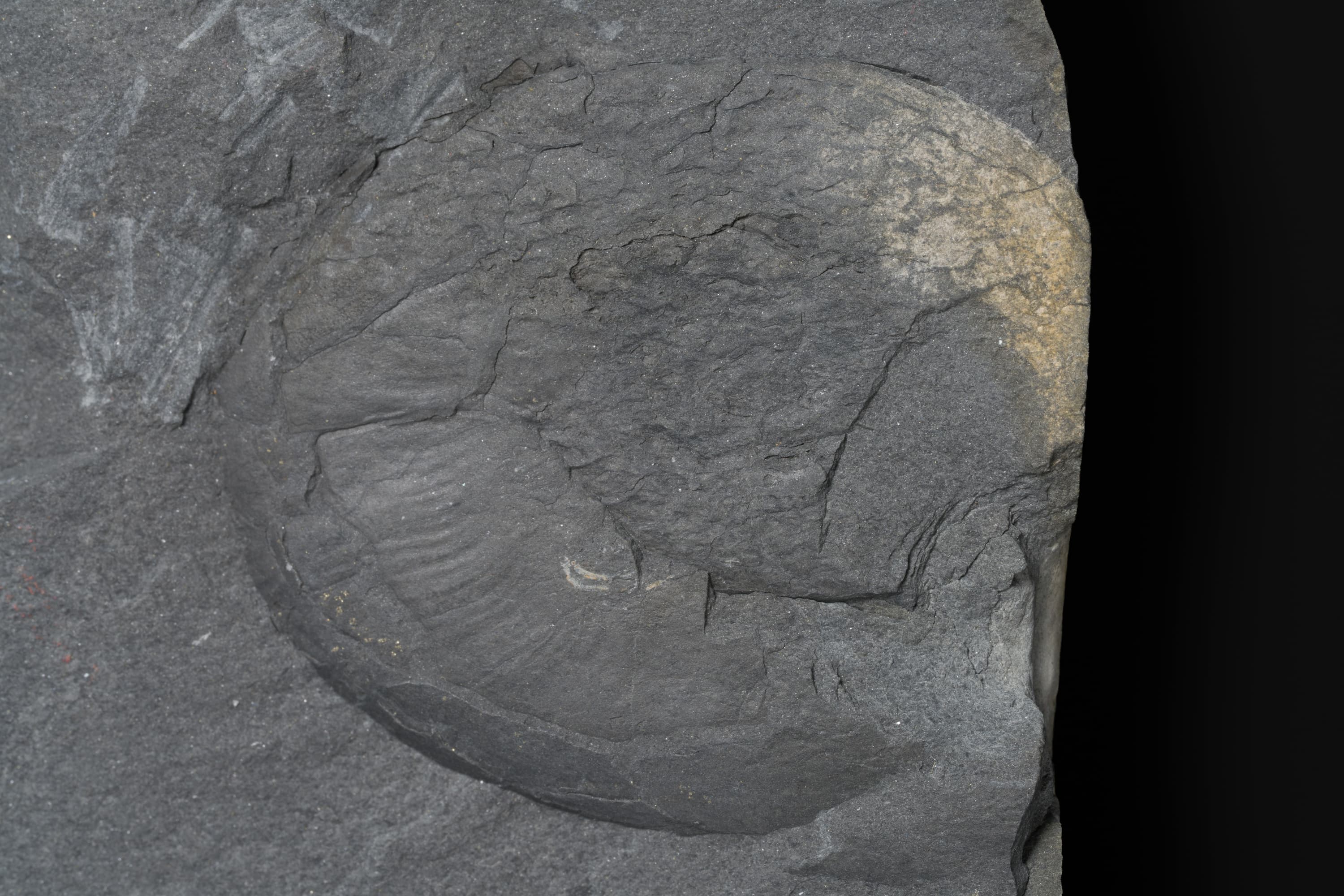 アンモノイド　シュードキマティテスの一種2