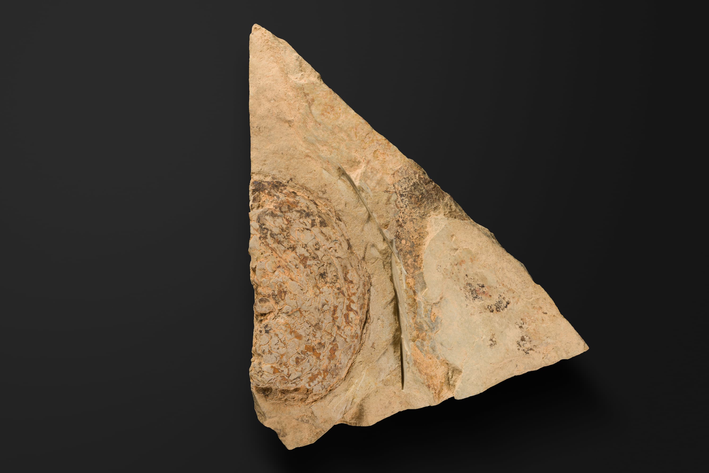 アンモノイド　パラポパノセラス インボリュータム1