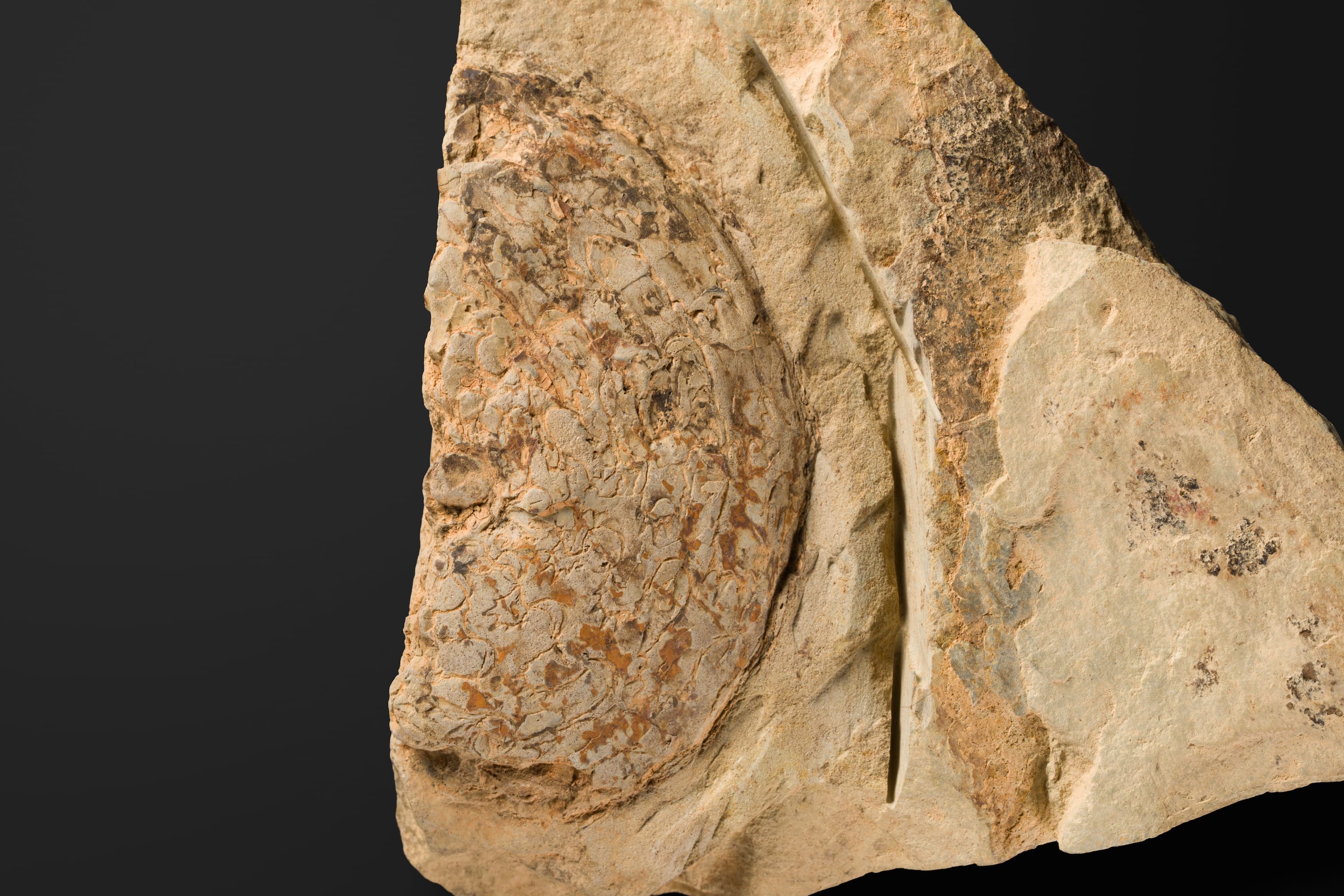 アンモノイド　パラポパノセラス インボリュータム2