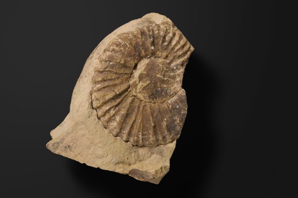 アンモノイド　クッコセラスの一種画像