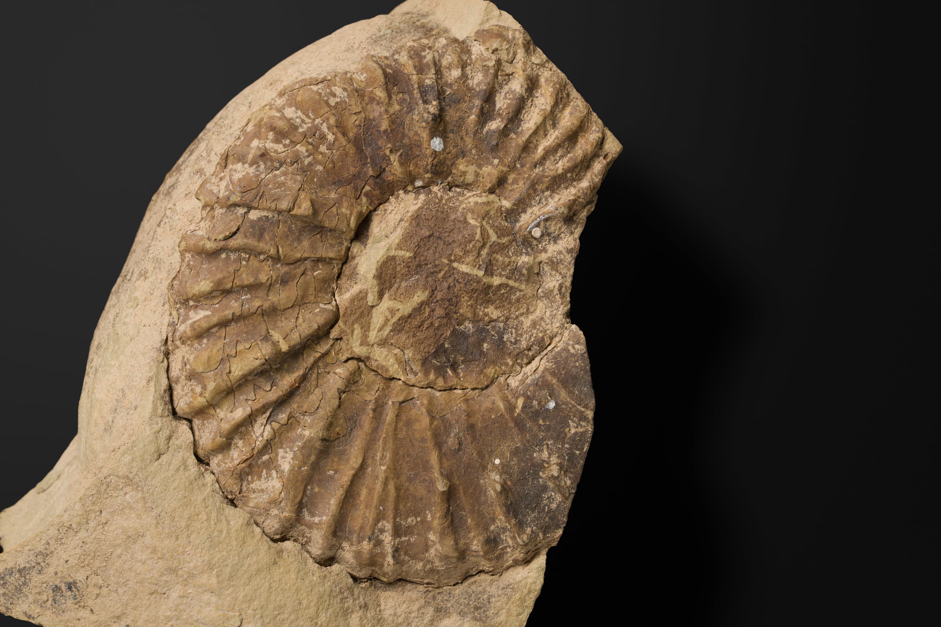 アンモノイド　クッコセラスの一種2