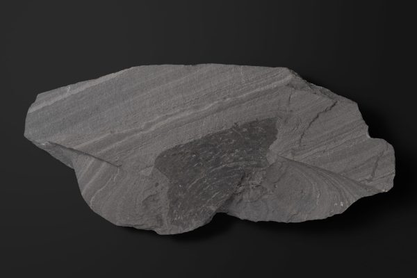 アンモノイド　シュードサゲセラスの一種画像