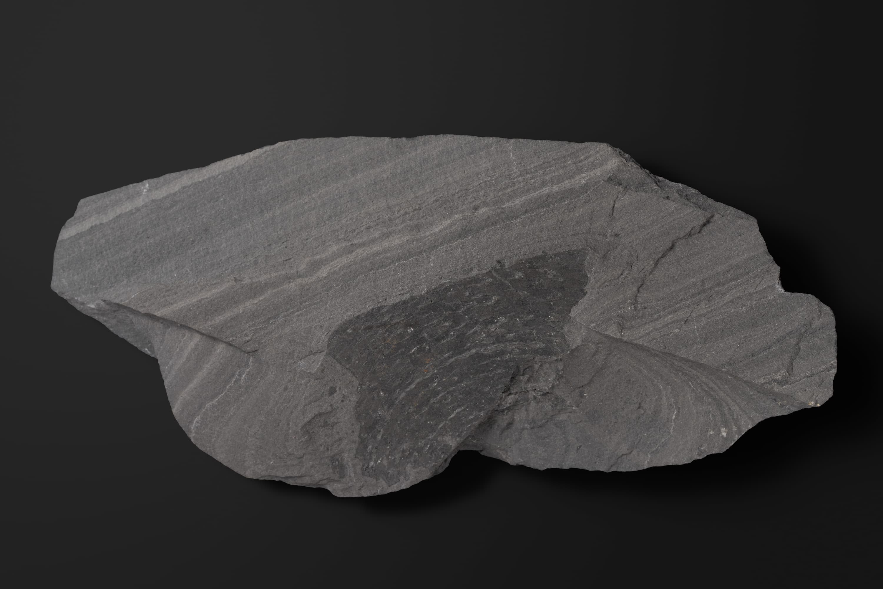 アンモノイド　シュードサゲセラスの一種1