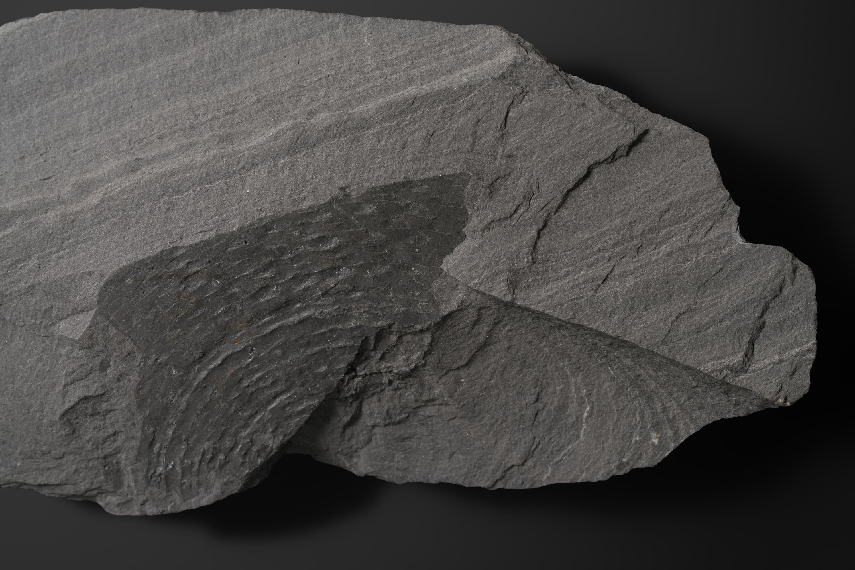 アンモノイド　シュードサゲセラスの一種2