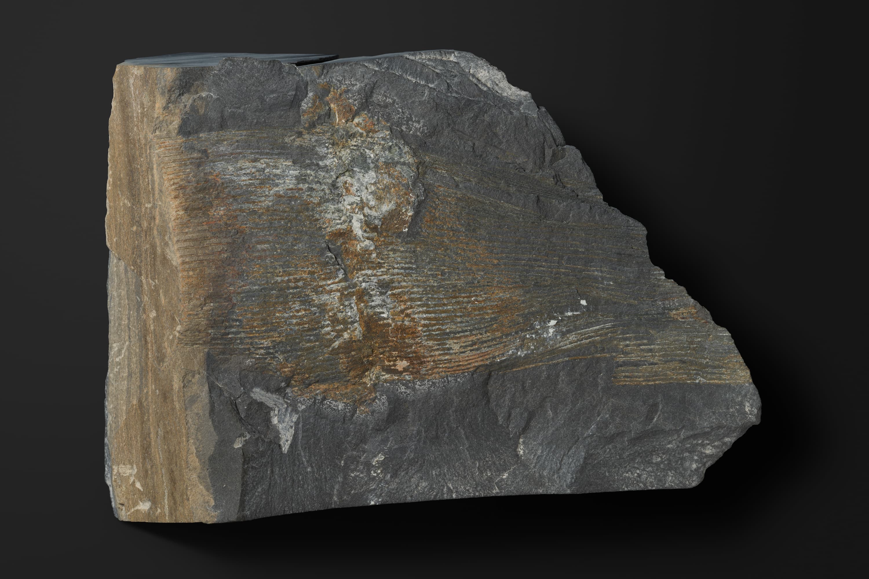 トクサ類　ネオカラミテスの一種1