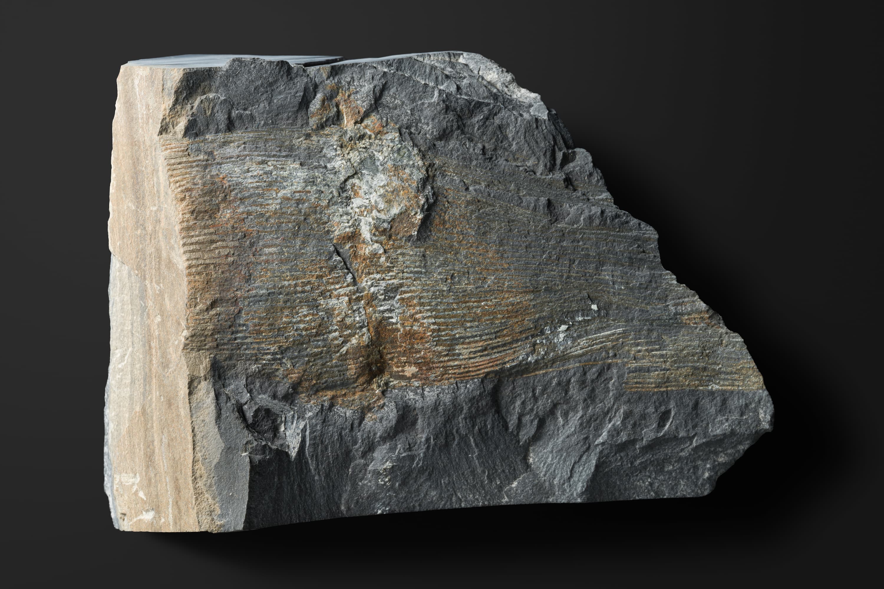 トクサ類　ネオカラミテスの一種2